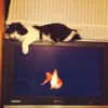 pimaoo