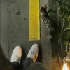 raiyan.z