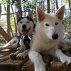 roaring_springs_huskies