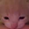 jellyfrohg2