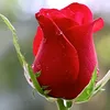 khanamrullah