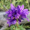olgacamo