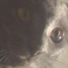 cutecatvibez