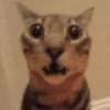 KaT
