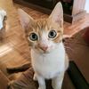 vivisujey