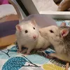 miyusrats