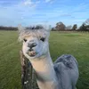 jon.aye