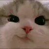 ndaaaaaa_0.0