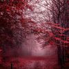 maroon_na