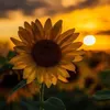 aa_aa99_aa