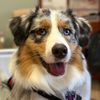 zeldatheaussie22