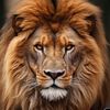 mustapha_halabi
