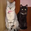 mako.tomo