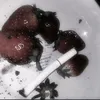 pyku_b_kpobu45