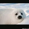 tylenchik_1