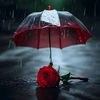 ladybird8674