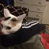 zharkyww