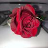 rose_in_the_kitchen