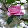 fabianeoliver6