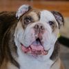 tanktheenglishbully