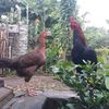 lfm.farm
