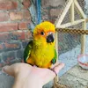 Chuadry Birds 🦜