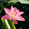 trangphan5571