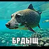 ne_jizneny_anonymous
