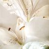 noel_sillver