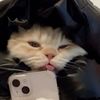 arum_bachin
