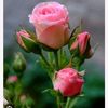 user7540779600228