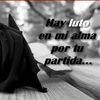 omiereyes8