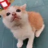 mochiqa3