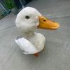 kaylee763819