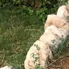 kurdl_