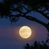 moon_of_the_night3