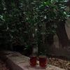 nawal12312331