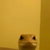 justfilip6