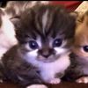 gato_2909