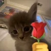 nghuuqt