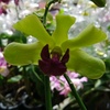 dsw_orchid