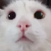 .alexenny