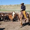 rollingtlivestock