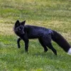 naf_blacktherian