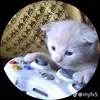 xamlquaae