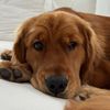 thatgoldenboymav