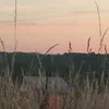 dano.89