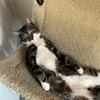 cookiethekitten78