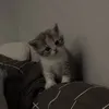 notnotj