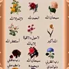 ragib.n